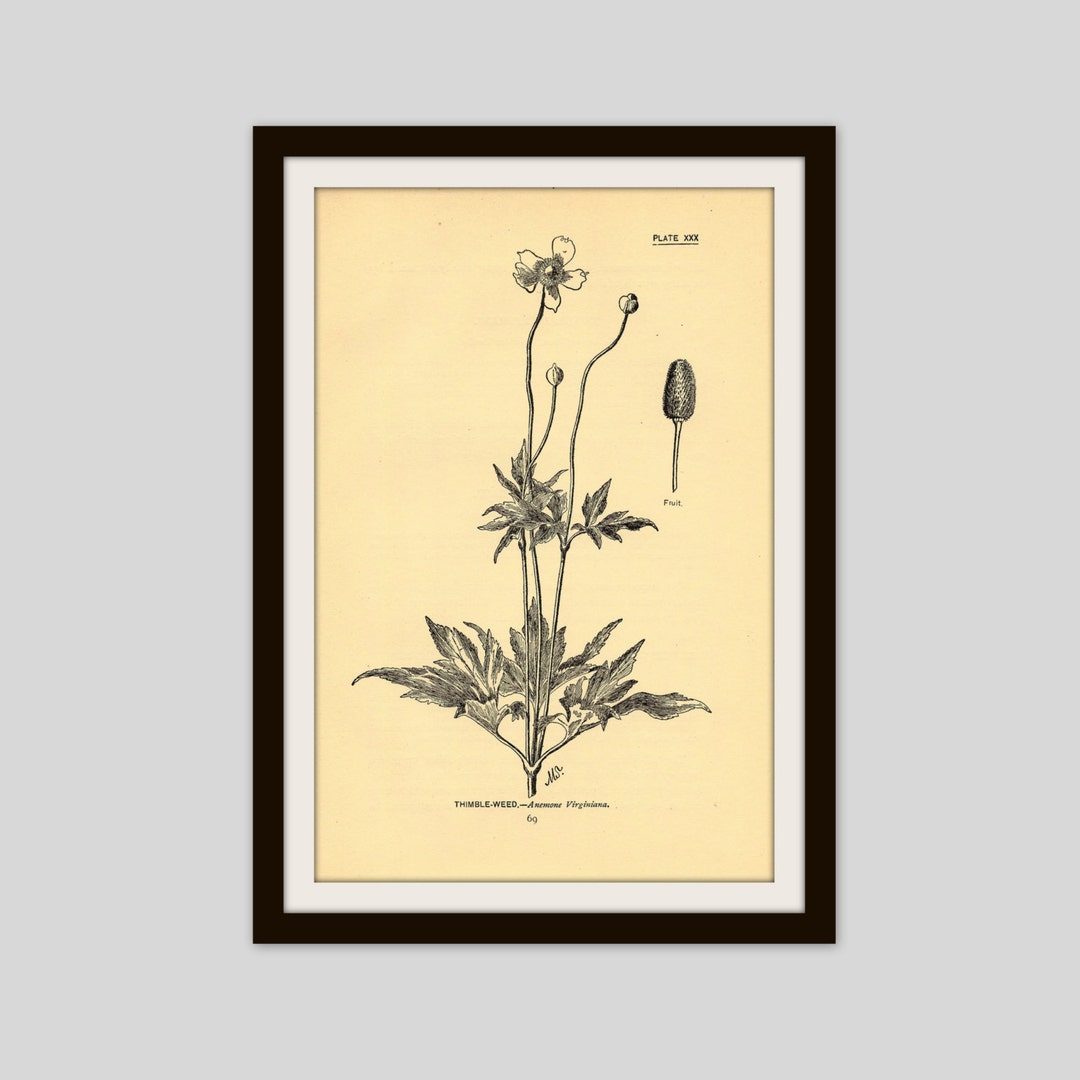 Antique Thimble Weed Botanical Illustration, Neutral Wall Art (5x7.75 ...