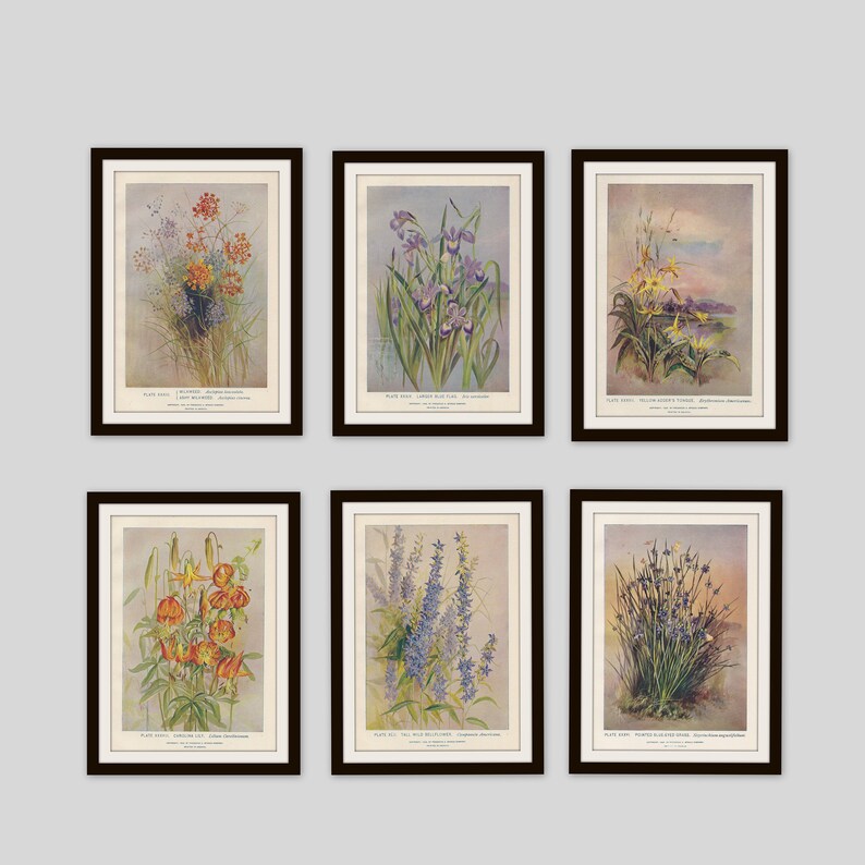 Any 3 Botanical Prints, Set of 3, Antique Botanical, Botanical Print Set, Set of Prints, Cottage Decor, Victorian, Lithograph, Wildflower image 8