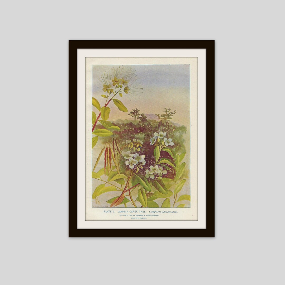 Jamaica Caper Tree, Capparis, Caper Shrub, Caperbush, Antique Botanical ...