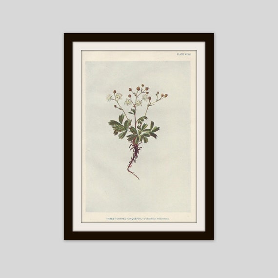 Antique Wildflower Print: Victorian Three Toothed Cinquefoil Lithograph