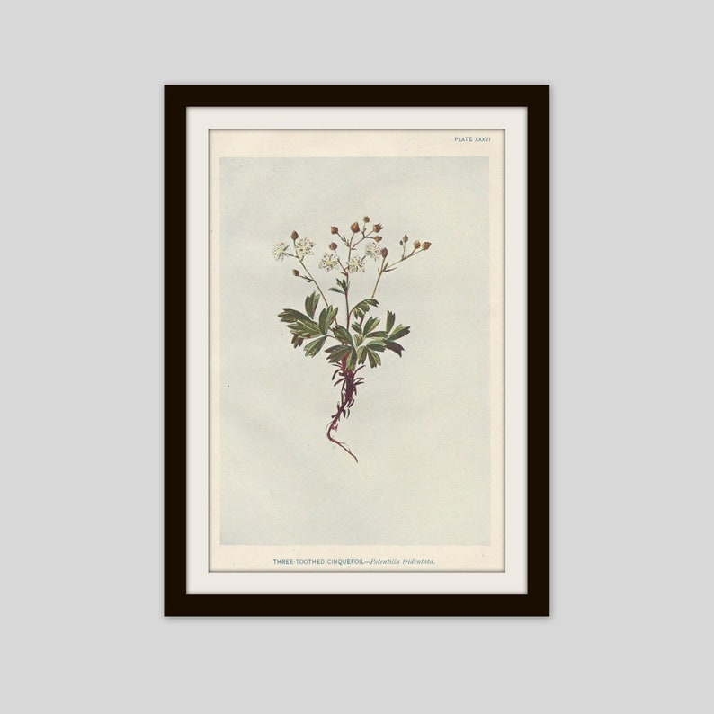 May include: A vintage botanical illustration of a Three-Toothed Cinquefoil plant with white flowers and green leaves. The illustration is labeled "PLATE XXX" and "THREE-TOOTHED CINQUEFOIL - Potentilla tridentata."