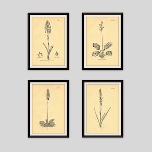 Any 4 Botanical Prints, Set of 4, Antique Botanical, Botanical Print Set, Set of Prints, Cottage Decor, Old Flower Illustration, Wildflower