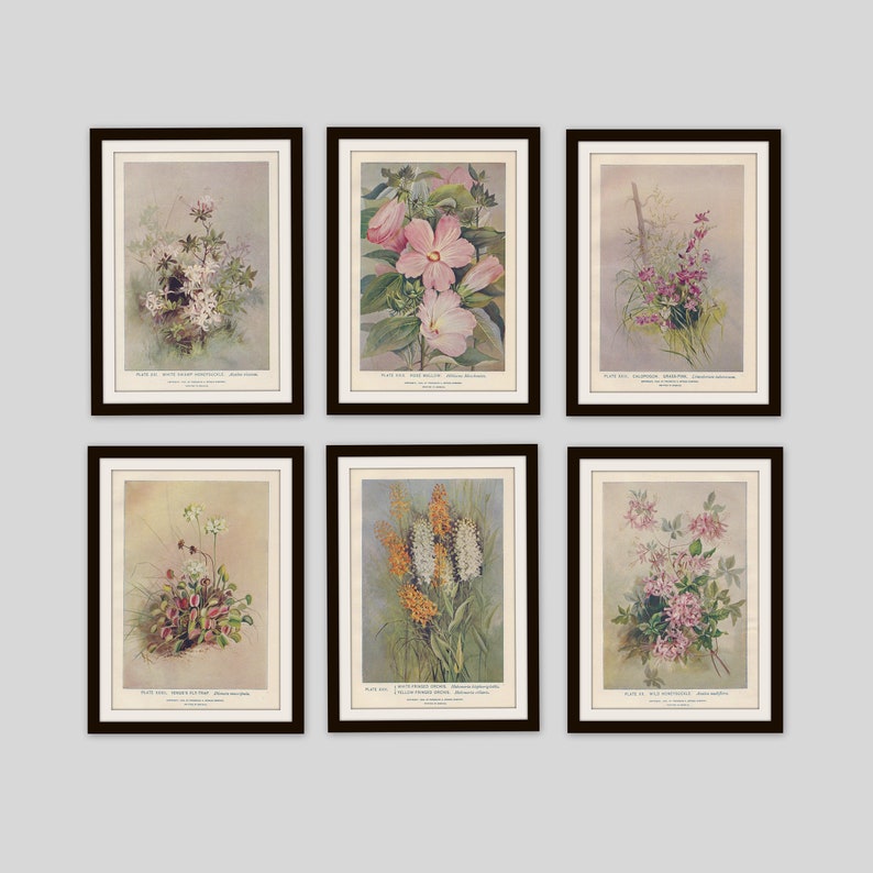 Any 3 Botanical Prints, Set of 3, Antique Botanical, Botanical Print Set, Set of Prints, Cottage Decor, Victorian, Lithograph, Wildflower image 7