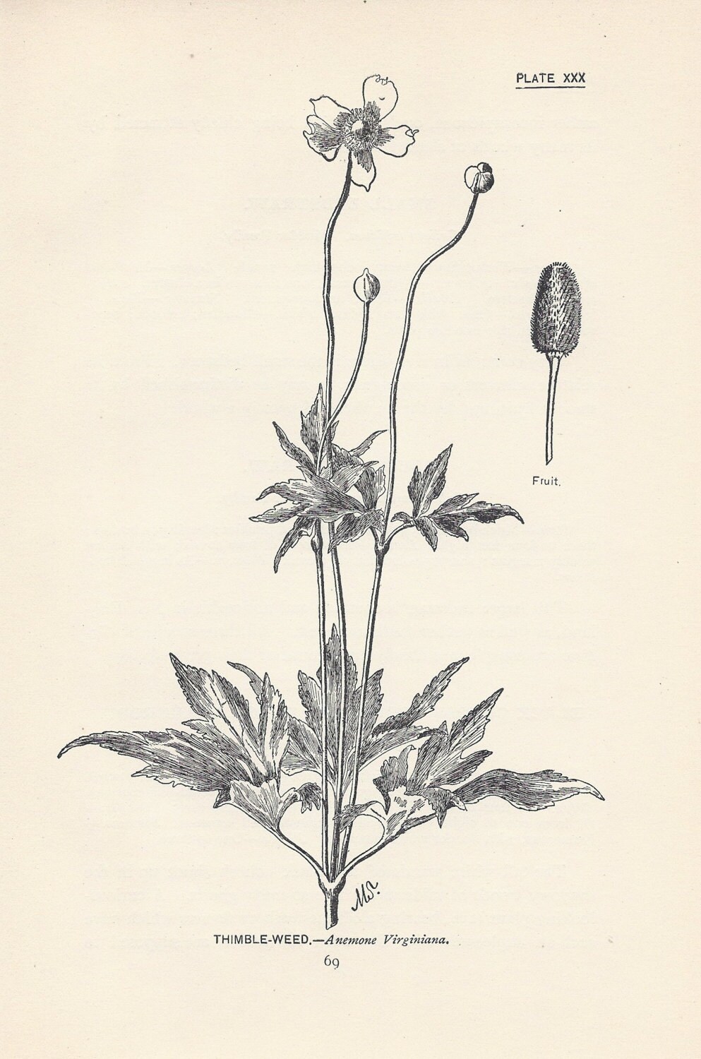 Antique Thimble Weed Botanical Illustration, Neutral Wall Art (5x7.75 ...