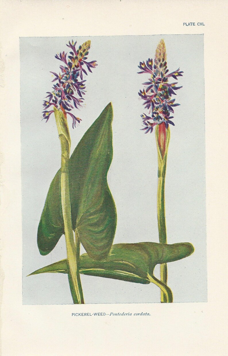 Antique Pickerel Weed Botanical Print, Victorian Flower Lithograph - Etsy
