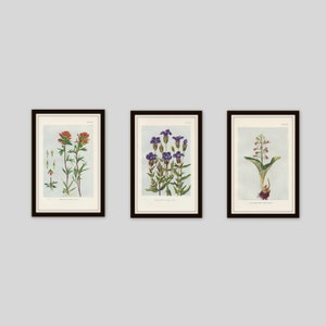 Any 3 Botanical Prints, Set of 3, Antique Botanical, Botanical Print Set, Set of Prints, Cottage Decor, Victorian, Lithograph, Wildflower image 1