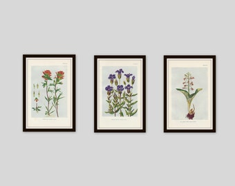 Any 3 Botanical Prints, Set of 3, Antique Botanical, Botanical Print Set, Set of Prints, Cottage Decor, Victorian, Lithograph, Wildflower