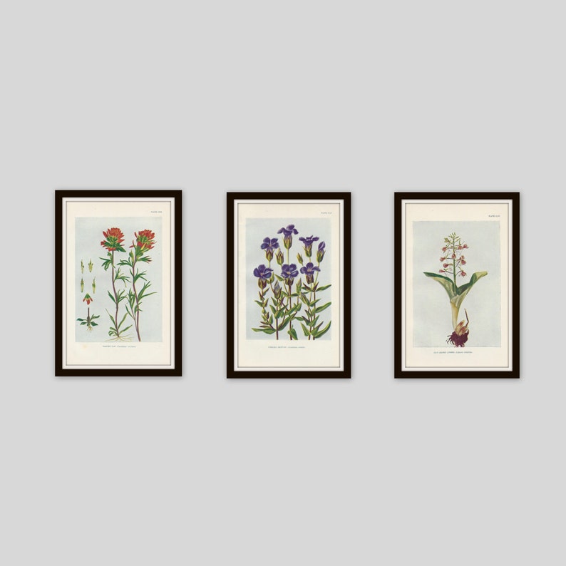 Any 3 Botanical Prints, Set of 3, Antique Botanical, Botanical Print Set, Set of Prints, Cottage Decor, Victorian, Lithograph, Wildflower image 1