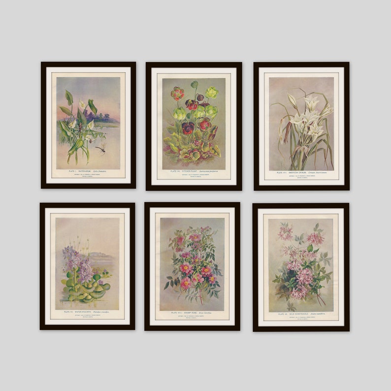 Any 3 Botanical Prints, Set of 3, Antique Botanical, Botanical Print Set, Set of Prints, Cottage Decor, Victorian, Lithograph, Wildflower image 6