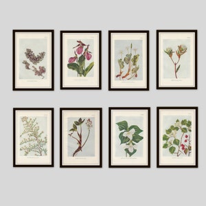 May include: Set of eight botanical prints featuring various flowers and plants, including a pink lady slipper, a white trillium, and a white flowering bush. The prints are framed in black and have a white background.
