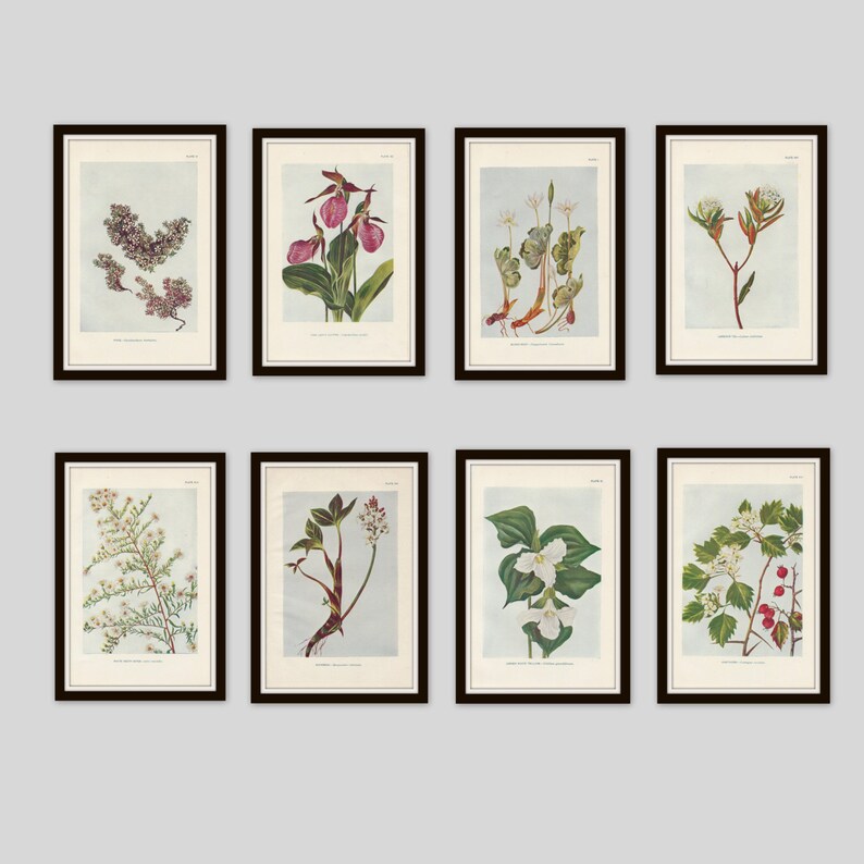 May include: Set of eight botanical prints featuring various flowers and plants, including a pink lady slipper, a white trillium, and a white flowering bush. The prints are framed in black and have a white background.