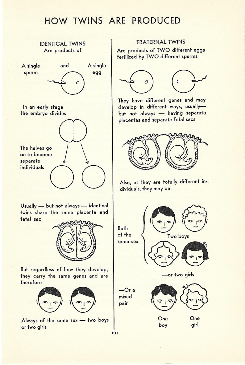 1939 Original Twins Genetics Book Plate, Identical Vs Fraternal ...