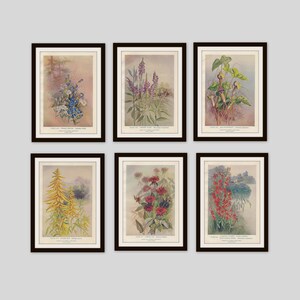 Any 3 Botanical Prints, Set of 3, Antique Botanical, Botanical Print Set, Set of Prints, Cottage Decor, Victorian, Lithograph, Wildflower image 10