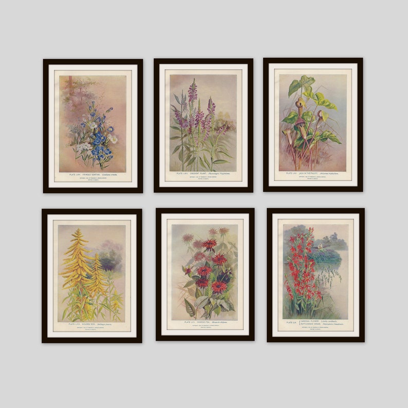 Any 3 Botanical Prints, Set of 3, Antique Botanical, Botanical Print Set, Set of Prints, Cottage Decor, Victorian, Lithograph, Wildflower image 10