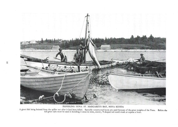1924 Tuna Fishing Print, St. Margaret's Bay, Nova Scotia Fishermen, Fishing  Boats Print, Fishing Print, Original Black and White Photo Print -   Canada