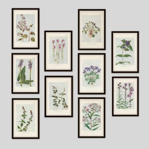 Any 3 Botanical Prints, Set of 3, Antique Botanical, Botanical Print Set, Set of Prints, Cottage Decor, Victorian, Lithograph, Wildflower image 2