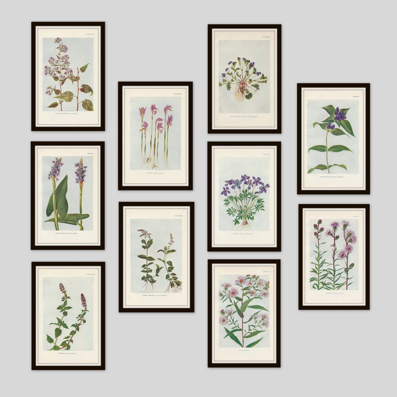 Any 3 Botanical Prints, Set of 3, Antique Botanical, Botanical Print Set, Set of Prints, Cottage Decor, Victorian, Lithograph, Wildflower image 2