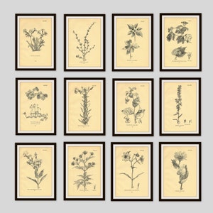 Antique Botanical Illustration, Beige, Neutral Color Decor, Wildflower Art, Rustic Flower Print, 5 x 7.75, Vintage Wall Art, Dogwood 31 image 3