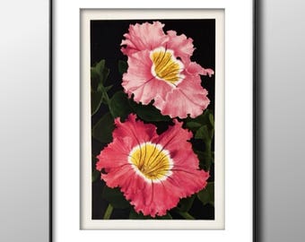 1933 Pink Petunias Print, Vintage Garden Botanical