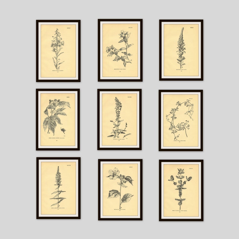 Antique Botanical Illustration, Beige, Neutral Color Decor, Wildflower Art, Rustic Flower Print, 5 x 7.75, Vintage Wall Art, Dogwood 31 image 4