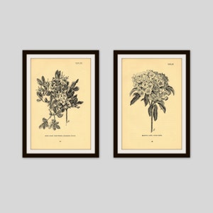 Any 2 Botanical Prints, Set of 2, Antique Botanical, Botanical Print Set, Set of Prints, Cottage Decor, Rustic Floral, Neutral, Wildflower