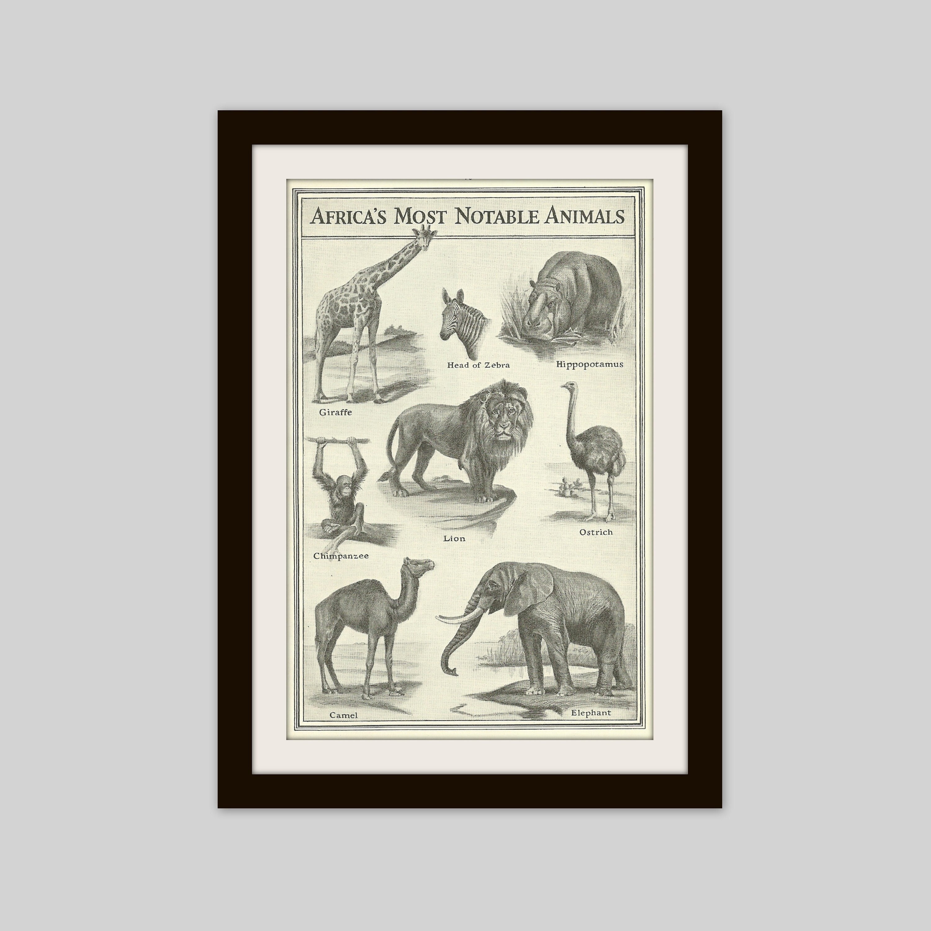 1930 African Animals Print Original Antique Print Giraffe - Etsy Australia