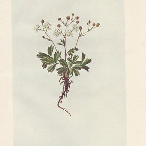 May include: A botanical illustration of a Three-Toothed Cinquefoil (Potentilla tridentata) plant with white flowers and green leaves. The plant has a long, brown root system.