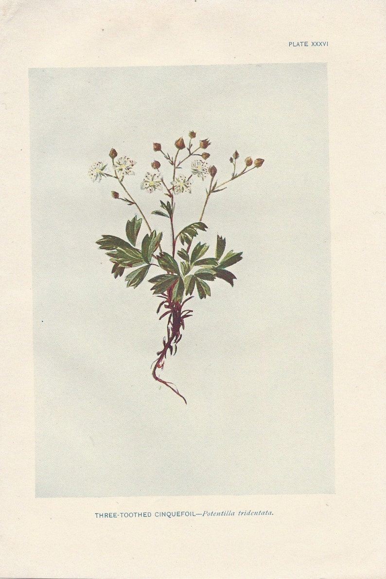May include: A botanical illustration of a Three-Toothed Cinquefoil (Potentilla tridentata) plant with white flowers and green leaves. The plant has a long, brown root system.