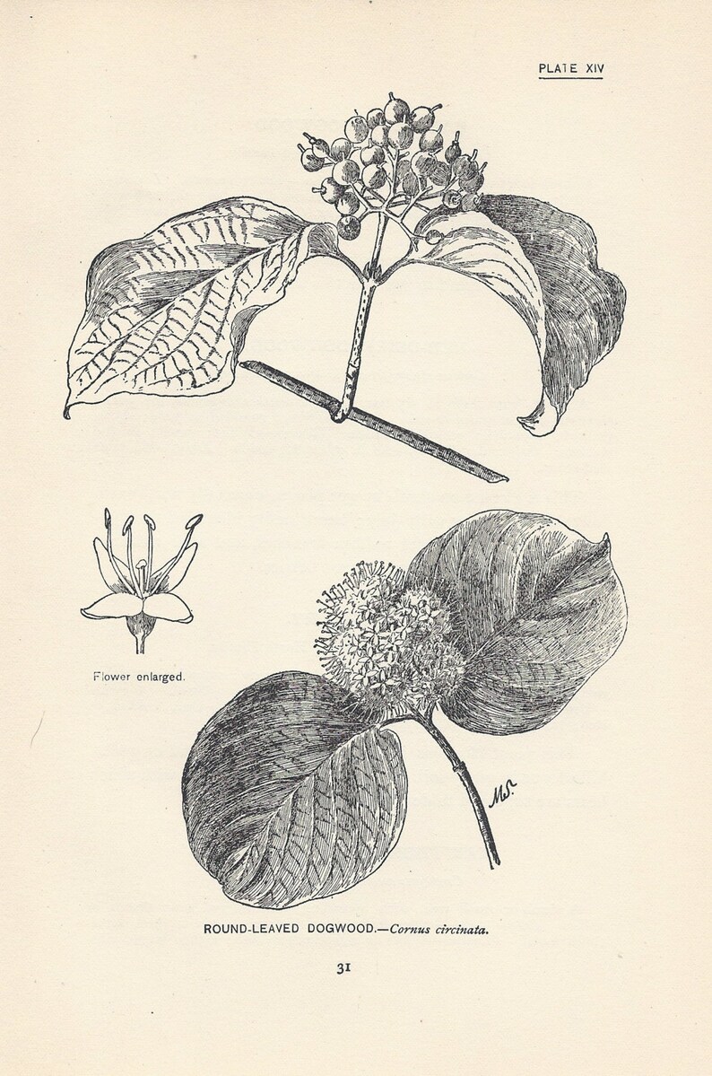 Antique Botanical Illustration, Beige, Neutral Color Decor, Wildflower Art, Rustic Flower Print, 5 x 7.75, Vintage Wall Art, Dogwood 31 image 2