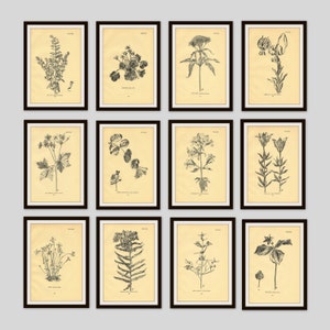 Any 6 Botanical Prints, Set of 6, Antique Botanical, Botanical Print Set, Set of Prints, Cottage Decor, Old Flower Illustration, Wildflower