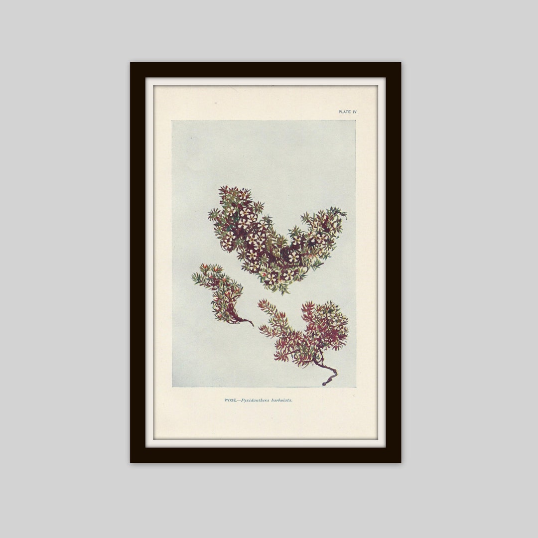 Antique Pyxie Moss Botanical Print: Victorian Elsie Shaw Lithograph - Etsy
