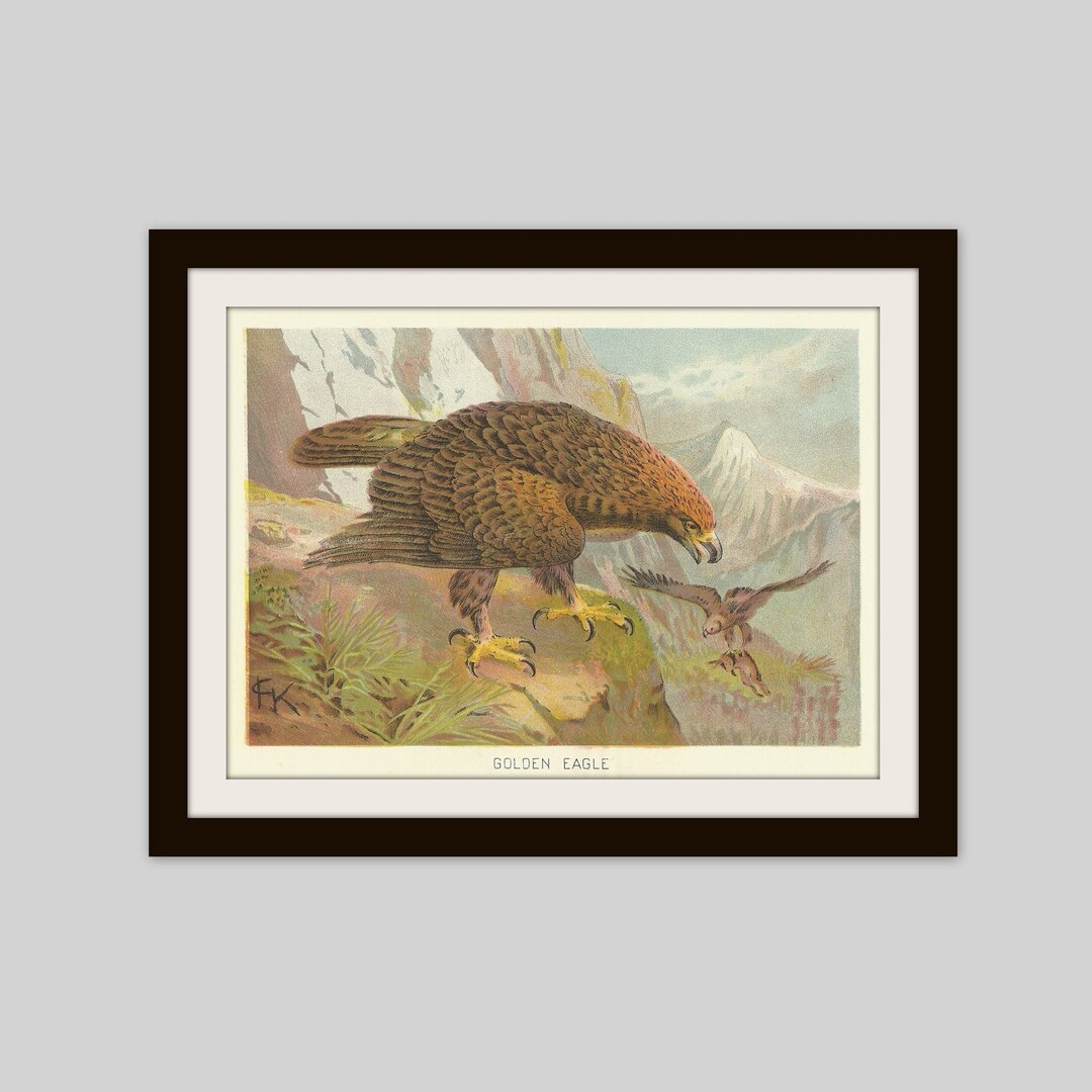 1905 Golden Eagle Print: Antique Bird of Prey Ornithology Art - Etsy