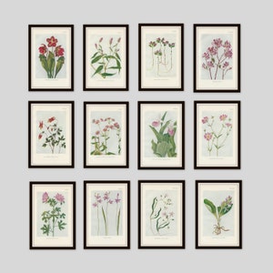 Any 3 Botanical Prints, Set of 3, Antique Botanical, Botanical Print Set, Set of Prints, Cottage Decor, Victorian, Lithograph, Wildflower image 4