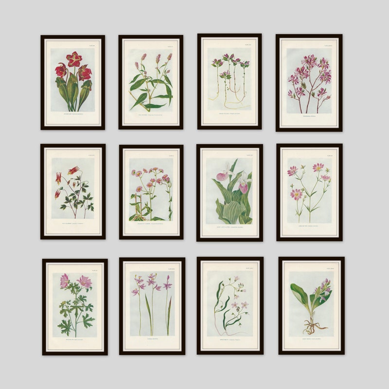 Botanical Prints Set of 6 - Etsy