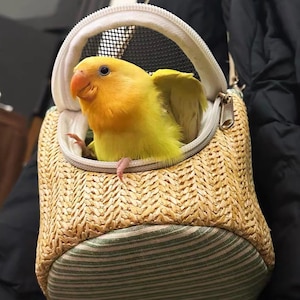 Può includere: Un uccello giallo brillante con un becco arancione è seduto all'interno di un trasportino per animali domestici in paglia intrecciata. Il trasportino ha una parte superiore in rete e una chiusura a cerniera. Il fondo del trasportino ha un tessuto a righe verdi e bianche.