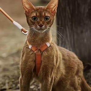 May include: A brown cat wearing an orange and white harness, attached to a leash. The cat has large ears and is looking directly at the camera. The background is blurred, with a tree trunk visible on the right.