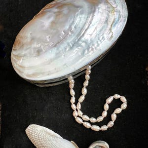 Könnte beinhalten: Eine ovale, schillernde Muschelschachtel mit einer herausquellenden Perlenkette. Zwei weitere Muscheln befinden sich im Vordergrund. Die Schachtel ist weiß mit schillernden Farbwirbeln. Die Halskette besteht aus kleinen, ovalen Perlen.