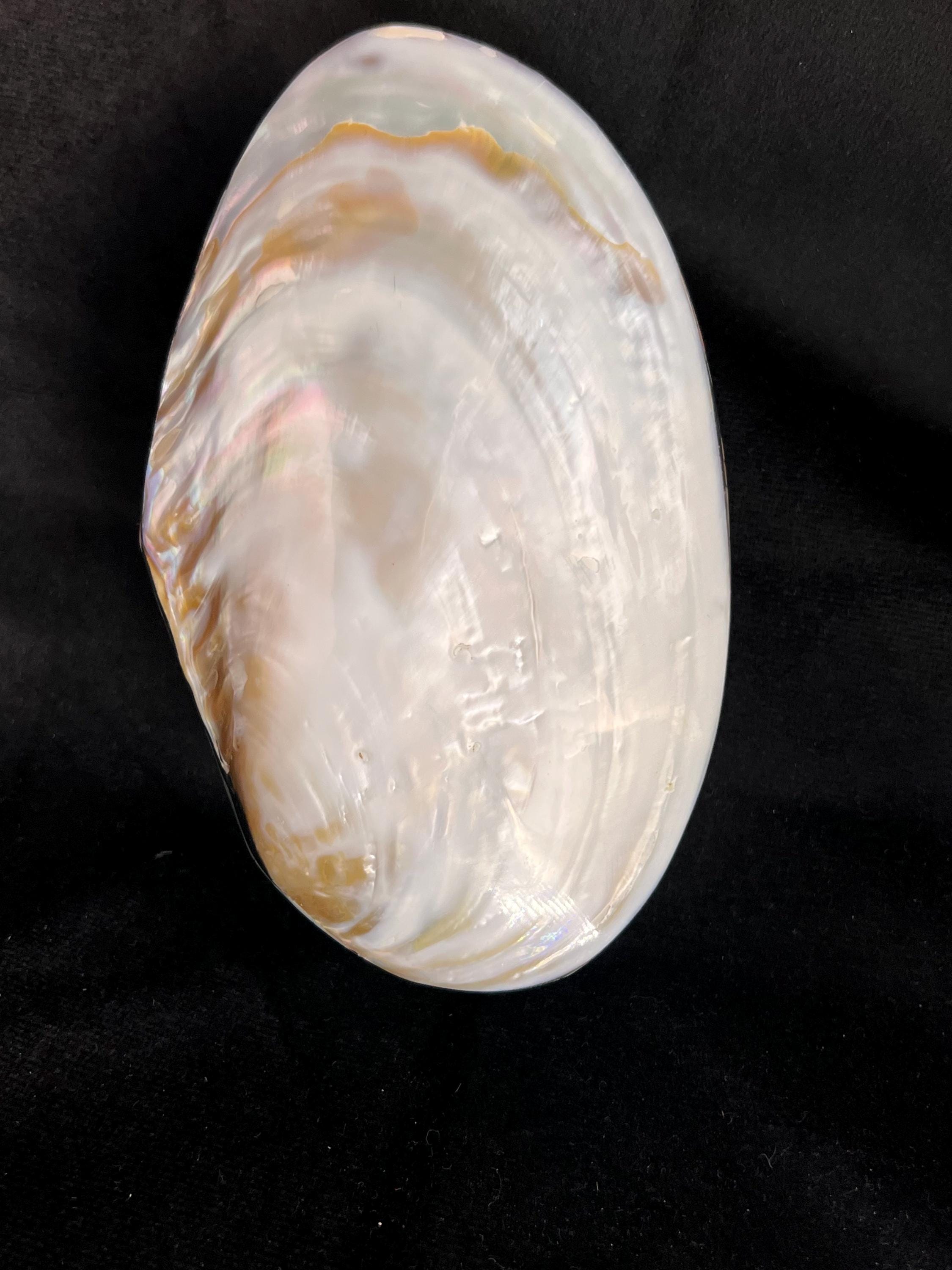 Vintage Shell Jewelry Box: Mother of Pearl Abalone Mosaic, Velvet Lined ...