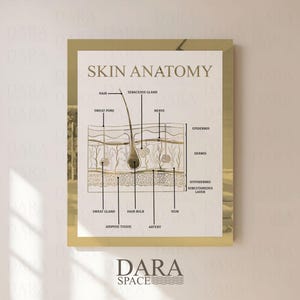 May include: A framed print titled "SKIN ANATOMY" features a detailed diagram of skin layers and components, including hair, sweat pores, glands, and blood vessels. The illustration is in neutral tones with labels pointing to various parts of the skin. The Dara Space logo is at the bottom.