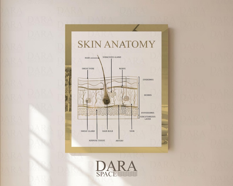 May include: A framed print titled "SKIN ANATOMY" features a detailed diagram of skin layers and components, including hair, sweat pores, glands, and blood vessels. The illustration is in neutral tones with labels pointing to various parts of the skin. The Dara Space logo is at the bottom.