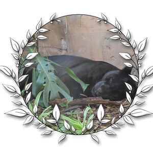 panther
