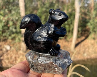 リスの頭蓋骨（Callosciurus notatus）コレクションや写真撮影用の本物