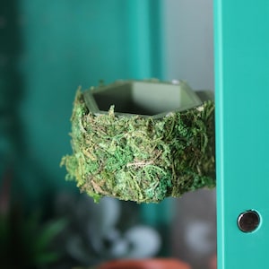 Jumping Spider Food Dish - Covered with Natural Moss, Non-Toxic and Safe