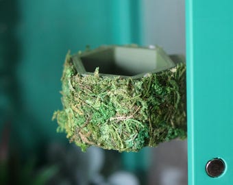 Jumping Spider Food Dish - Covered with Natural Moss, Non-Toxic and Safe