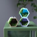 Hex Hide Jumping Spider, Moss Hide, Magnetic Hide Jumping Spider, Spider Accessories, Spood Decoration product logo