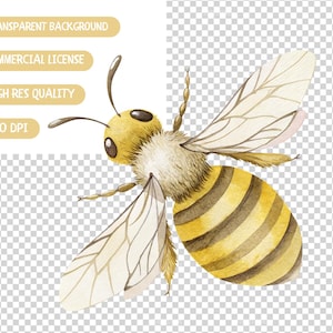 May include: A watercolor illustration of a bee with yellow and brown stripes, transparent wings, and a fuzzy body. The bee is flying with its wings spread out.