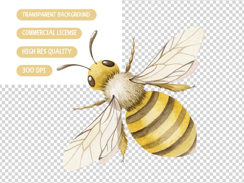 May include: A watercolor illustration of a bee with yellow and brown stripes, transparent wings, and a fuzzy body. The bee is flying with its wings spread out.