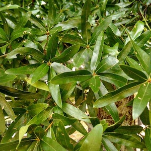 May include: Close-up of a tree with dark green leaves. The leaves are long and narrow, with a pointed tip. The leaves are arranged in a radial pattern around the branches.