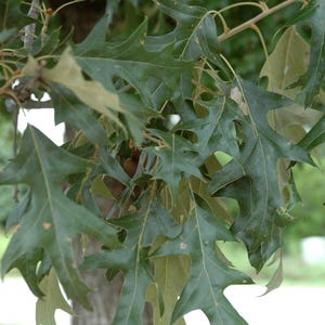 May include: Close-up of a tree branch with green leaves. The leaves have a serrated edge and are arranged in a cluster.