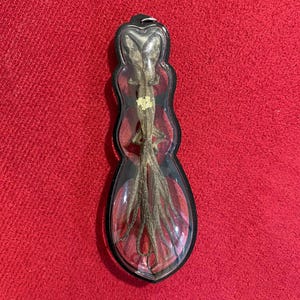 May include: A clear, teardrop-shaped pendant with a black border, containing a preserved lizard. The lizard is a brownish-gray color and is positioned vertically within the pendant. The background is a red fabric.